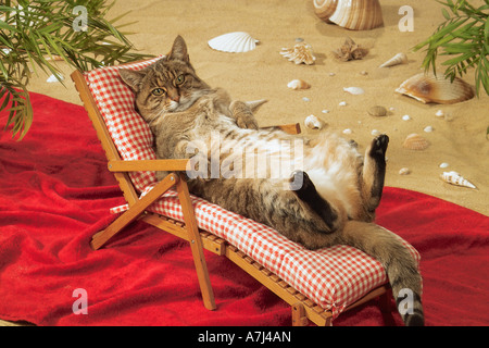 Tabby gatto domestico - giacente sulla sedia a sdraio Foto Stock