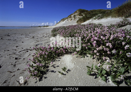 Mare rocket Cakile martima crescente sulla spiaggia Tresness sanday Orkney Isles Foto Stock