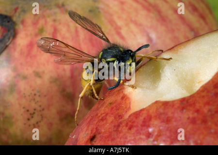 Wasp comune Vespula vulgaris su apple Foto Stock