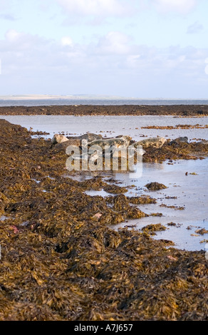 Dh guarnizione comune FLUSSO SCAPA ORKNEY guarnizioni sulle alghe marine costa rocciosa crogiolarsi in sun Foto Stock