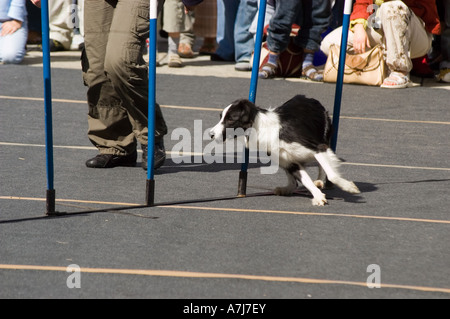 Allenatore e il suo cane durante la gara di slalom clicker a Varsavia in Polonia. Border Collie si snoda tra pali blu su un tappetino grigio in un evento di agilità. Foto Stock