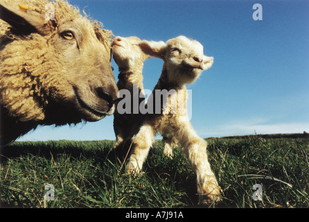 New Born Twin Cornish Lambs with Mother Ewe Foto Stock