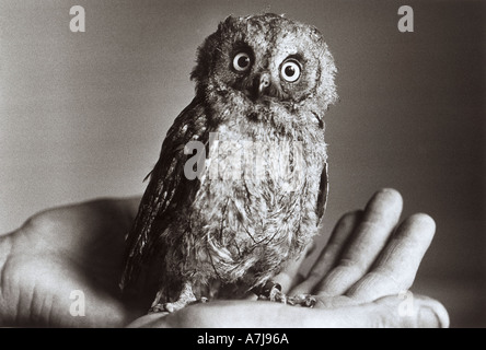 Un bambino Unione Assiolo è adagiata in una mano a Gloucestershire il santuario degli uccelli di owlet fu il primo Scops nato in Gran Bretagna Foto Stock