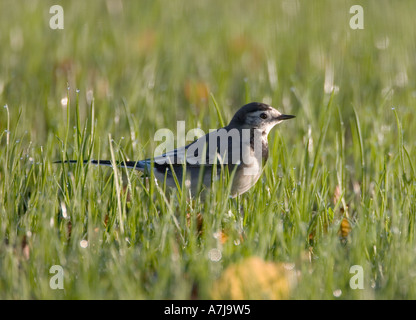 Pied wagtail Motacilla alba caccia un imbevuto di rugiada campo Foto Stock