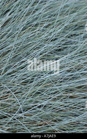 Festuca blu blu Elia Festuca glauca Foto Stock