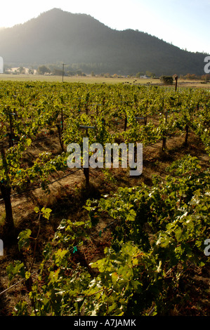 Troon Vigna Applegate ha Valley Oregon Foto Stock