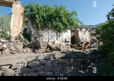 Cane di casa di guardia in Bajamar Tenerife Foto Stock