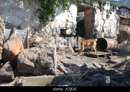 Cane di casa di guardia in Bajamar Tenerife Foto Stock