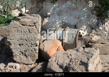 Cane di casa di guardia in Bajamar Tenerife Foto Stock