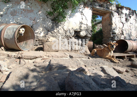 Cane di casa di guardia in Bajamar Tenerife Foto Stock