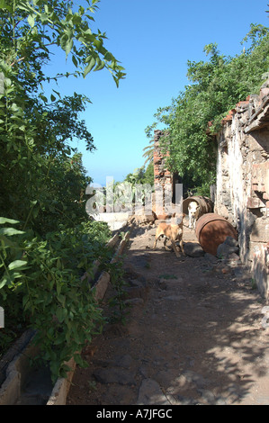 Cane di casa di guardia in Bajamar Tenerife Foto Stock