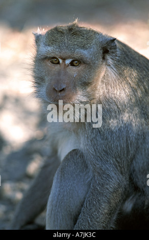 Pulaki tempio di Bali s N costa è un importante luogo di pellegrinaggio e durante la corsa con le scimmie Foto Stock
