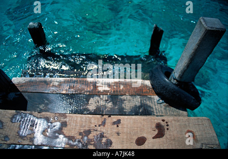 Acque turchesi off Pulau Menjangan un popolare punto di immersione e la parte di Bali Barat National Park in Indonesia Foto Stock