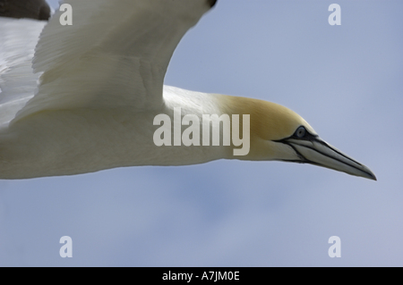 Un gannett - morus bassan - battenti Foto Stock