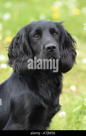 Vincitore del premio nero lavoro cocker spaniel cane Foto Stock