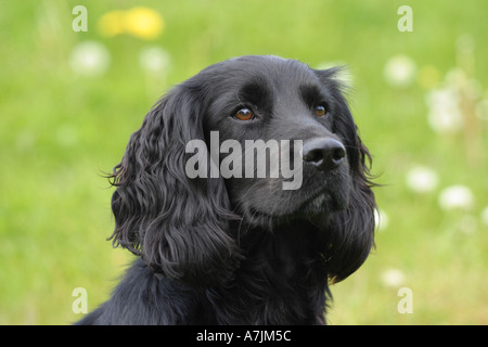 Vincitore del premio lavorando cocker spaniel cane all'aperto in un campo Foto Stock