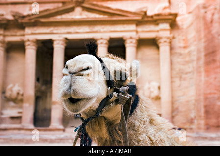 Giordania Petra un cammello si erge di fronte al tesoro edifici scolpiti da la rosa pietra arenaria rossa di Giordania dal Nabataeans Foto Stock