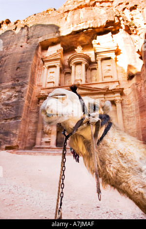 Giordania Petra un cammello si erge di fronte al tesoro edifici scolpiti da la rosa pietra arenaria rossa di Giordania dal Nabataeans Foto Stock