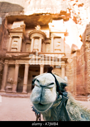 Giordania Petra un cammello si erge di fronte al tesoro edifici scolpiti da la rosa pietra arenaria rossa di Giordania dal Nabataeans Foto Stock