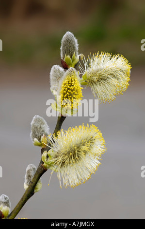 Willow amenti Salix Foto Stock