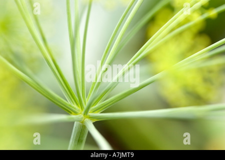 L'aneto flowerhead abstract Foto Stock