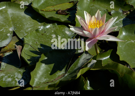 Rosa fiore di loto e acqua lilly Foto Stock