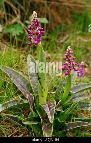 Inizio Purple Orchid Orchis mascula mostra fortemente macchiato di foglie e di apertura dei picchi di fiore Foto Stock