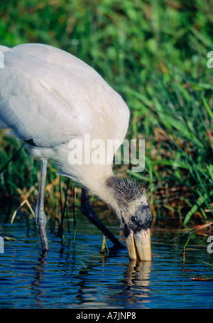 Cicogna legno alimentando in slough in Everglades National Park, Florida, Stati Uniti d'America. Foto Stock