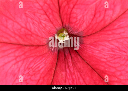Petunia, Close Up. Foto Stock