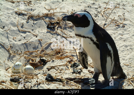 Solitario pinguini Jackass in Colonia nei pressi di Simons Cape Town provincia Sud Africa addormentato sul lavoro a guardia delle uova Foto Stock