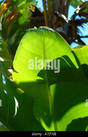 Il sole riflette attraverso Natal Wild Banana Leaf a Kirstenbosch National Botanical Garden Città del Capo Sud Africa Foto Stock