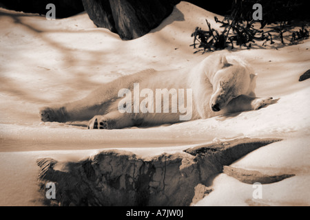 Orso polare al Bronx Zoo dorme nella neve naturale nel suo habitat all'aperto Foto Stock