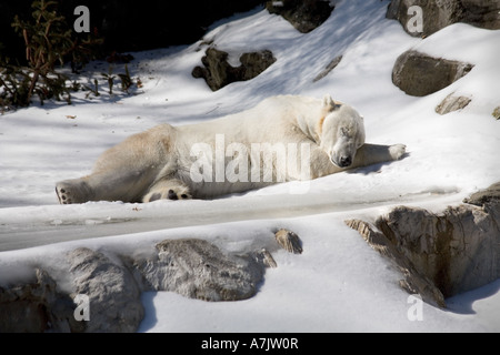 Orso polare al Bronx Zoo dorme nella neve naturale nel suo habitat all'aperto Foto Stock