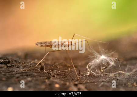 Inverno moscerino trichocera annulata Foto Stock