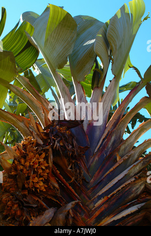 Splende la luce del sole attraverso foglie di Natal Wild piante di banana a Kirstenbosch National Botanic Garden Foto Stock