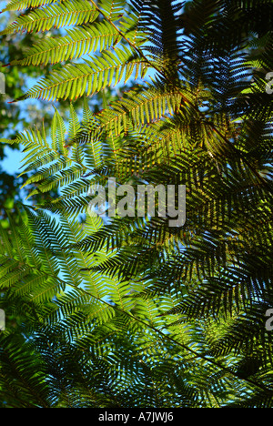 La luce del sole permea attraverso Soft Fern Tree a Kirstenbosch National Botanical Garden Cape Town Foto Stock