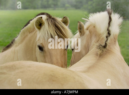 Due Fiordi Norvegesi cavalli occhio per occhio Foto Stock