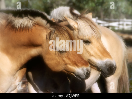 Teste di due fiordi norvegesi colts vicino insieme Foto Stock