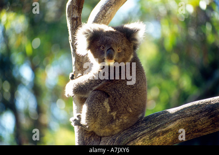 Riserva Naturale di Ballarat, Koala nella struttura ad albero Foto Stock