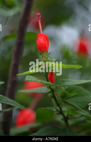 Assonnato Malva in fiore a Cattedrale di picco Hotel Montagne Drakensberg Sud Africa Foto Stock