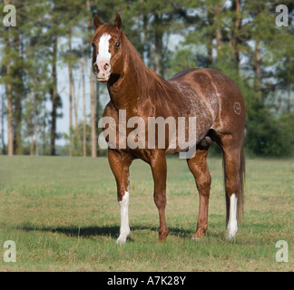 Rosso colorato Stefano American Quarter Horse stallone Foto Stock