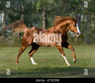 Rosso colorato Stefano American Quarter Horse stallone Foto Stock