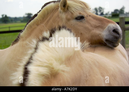 Due Fiordi Norvegesi cavalli socializzare Foto Stock