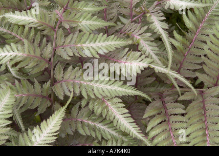 Athyrium niponicum Pictum "". Dipinto giapponese di felce. Foto Stock