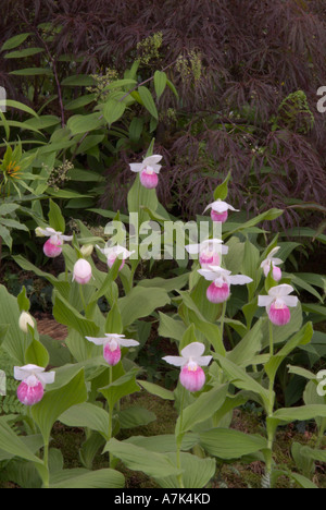 Cypripedium reginae Foto Stock