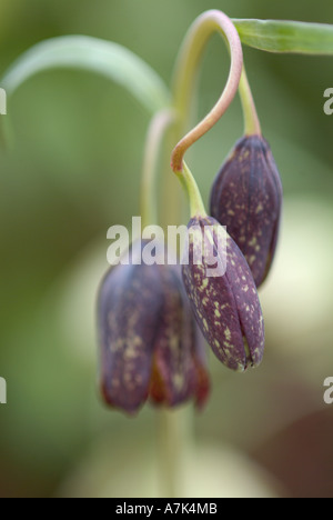 Fritillaria affinis Foto Stock