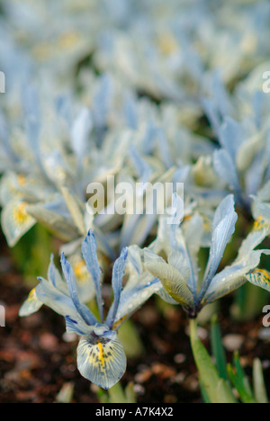 Iris histroides "Katharine Hodgkin' Foto Stock