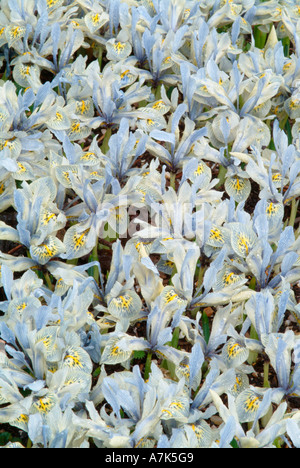 Iris histroides "Katharine Hodgkin' Foto Stock
