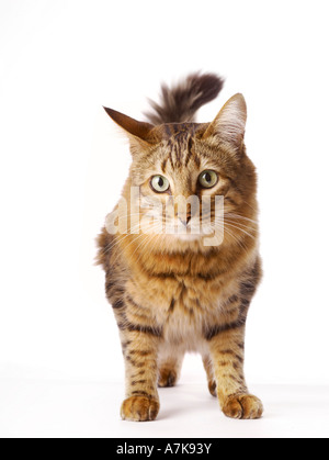 Un gatto domestico del Bengala in piedi su uno sfondo bianco, coda nell'aria che guarda fuori dal colpo. Foto Stock