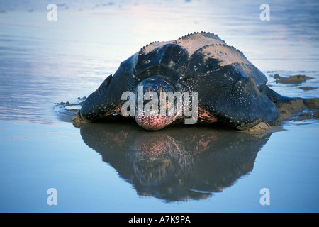 Tartaruga Liuto di voce fuori in mare all'alba dopo la deposizione delle uova a Playa Grande - Costa Rica Foto Stock